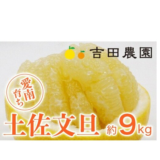 数量限定 先行予約 土佐文旦 9kg 14000円 みかん 文旦 ぶんたん 国産 産地直送 農家直送 期間限定 ビタミン 特産品 人気 限定 さわやか 甘い フルーツ 果物 果実 柑橘 蜜柑 糖度 果樹園 おいしい 愛媛 みかん ブランド オレンジ 大小 サイズ ミックス ゼリー ジュース マーマレード 人気 限定 果肉 歯ごたえ 先行 予約 事前 受付 愛南町 愛媛県 吉田農園