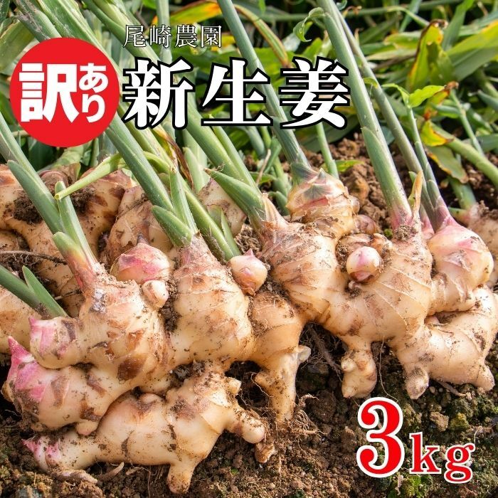 訳あり 新生姜 約3kg 10000円 不揃い 減農薬 しょうが 生姜 薬味 ガリ ジンジャー 甘酢 きざみ 食べる 野菜 紅茶 生姜湯 しょうが湯 生姜シロップ シロップ 生姜糖 生姜焼き 佃煮 甘酢漬け 炊き込みご飯 タレ チューハイ おつまみ 健康 温活 温まる 冷え 冷え対策 国産 産地直送 愛媛県 愛南町 尾崎農園 発送期間:11月10日〜なくなり次第終了