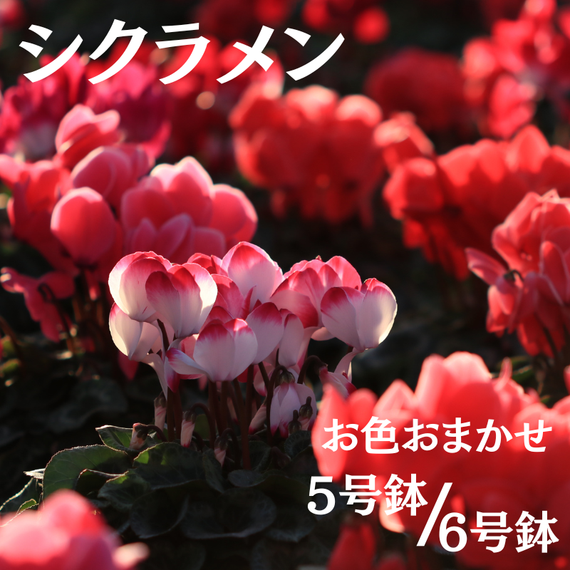 シクラメン (お色おまかせ) 6号鉢【花】※11月下旬~12月上旬頃発送