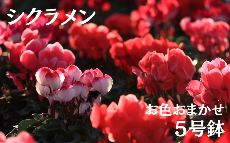 シクラメン (お色おまかせ) 5号鉢[花]※11月上旬〜11月下旬頃発送