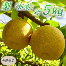 【数量限定】館山齊藤果樹園の完熟梨「新高(にいたか)」6～9個【1534578】