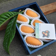 【先行予約】4月下旬頃より順次発送　種無し房州びわ「希房」 2Lサイズ6粒　化粧箱入り【配送不可地域：離島・沖縄】【1571382】