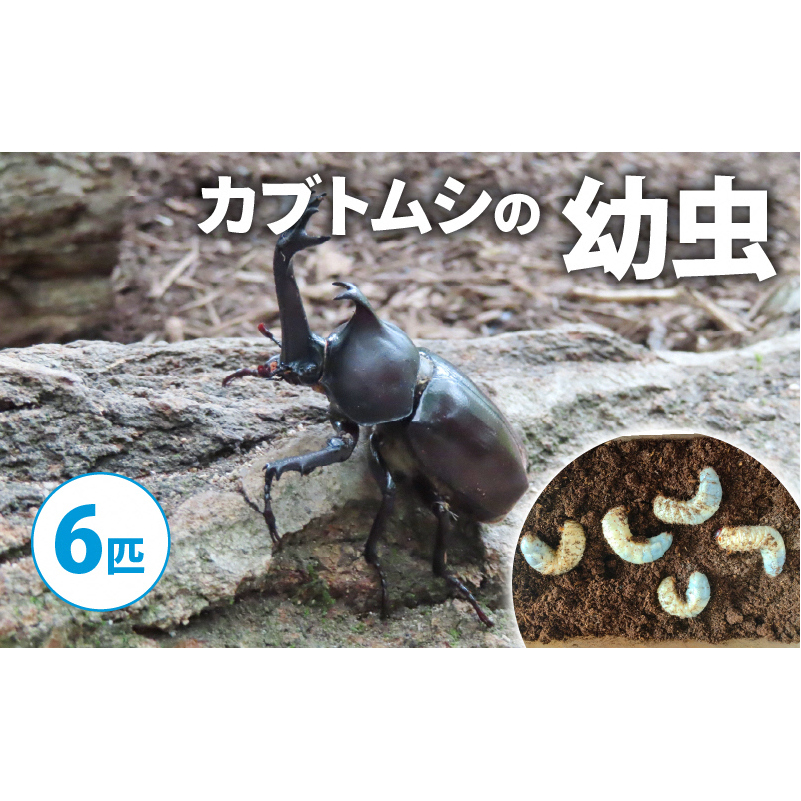 【配送期間は2026年1月下旬~4月上旬に随時配送】カブトムシ(幼虫6匹)