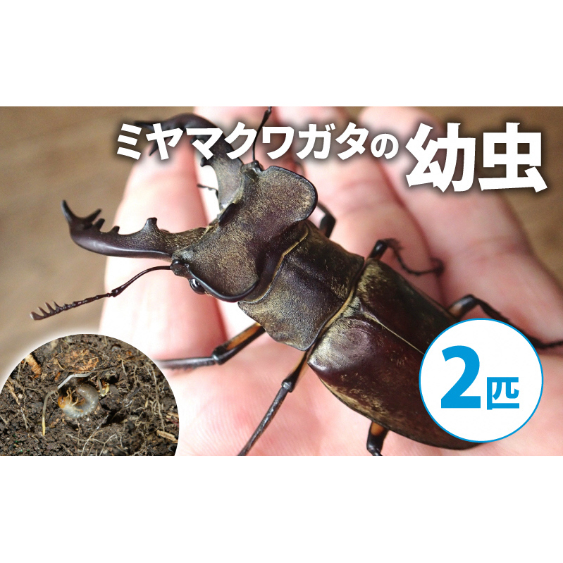 【配送期間は2026年1月下旬~4月上旬に随時配送】ミヤマクワガタ(幼虫2匹)