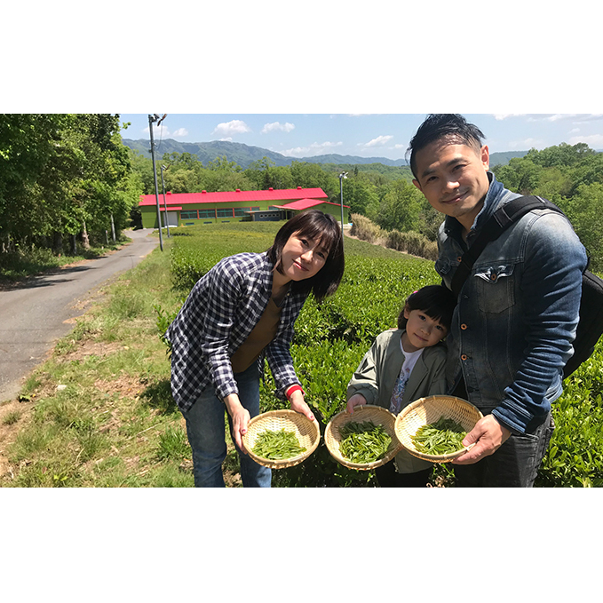 【体験期間：6月末まで】村内の茶畑で茶摘み＆手もみ製茶体験！（大人ペアチケット） 体験チケット 茶摘み体験 