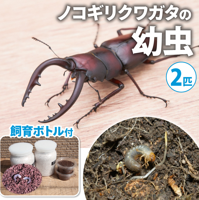 【配送期間は2026年1月下旬~4月上旬に随時配送】ノコギリクワガタ(幼虫・2匹)飼育ボトル付 生き物 昆虫 エサ付き