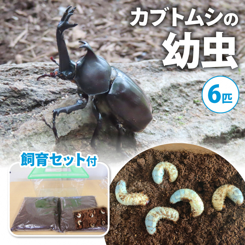 【配送期間は2026年1月下旬~4月上旬に随時配送】カブトムシ(幼虫・6匹)飼育セット付 生き物 かぶとむし 昆虫