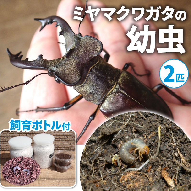 【配送期間は2026年1月下旬~4月上旬に随時配送】ミヤマクワガタ(幼虫・2匹)飼育ボトル付 生き物 昆虫 男の子 子供 飼育観察 大型 夏休み 自由研究 自然 環境 学習 孫 プレゼント