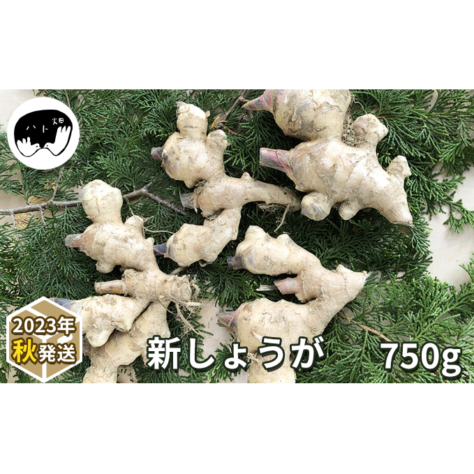 新しょうが750g(2023年秋発送)