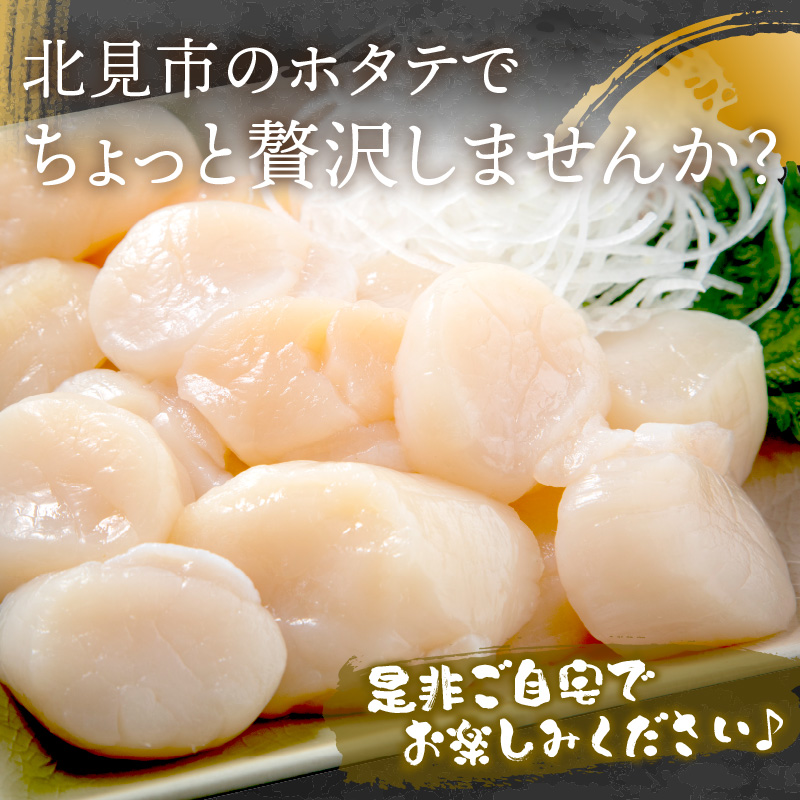 鹿児島県産　巨大貝　２０ｃｍ　２６９ｇ