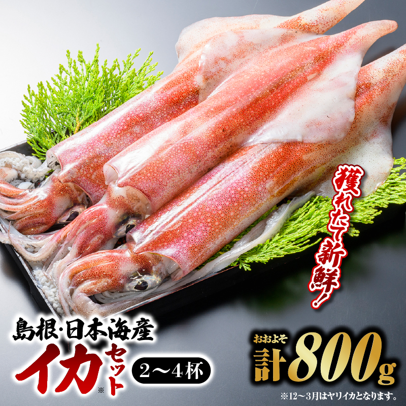 鮮魚セットE【イカ 2～4杯 約800g】｜送料無料 イカ いか 剣先イカ 白イカ 真イカ 島根 山陰 日本海産 魚介類 魚貝類 海産 海産物 おかず 下処理済 煮付け 刺身 さしみ 鮮魚 新鮮 せんぎょ 厳選｜【YM-5】