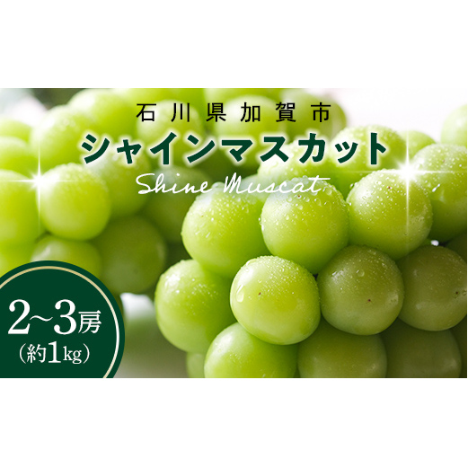 シャインマスカット約1kg 石川県加賀市産(ご家庭用) シャインマスカット マスカット ぶどうぶどうぶどう 葡萄 デザート フルーツフルーツフルーツフルーツ 果物 くだもの 果実 食品 F6P-2629