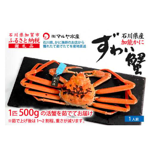 【1月20日～3月31日発送】【先行予約】【冷蔵発送】石川県産 加能かに ズワイガニ ( 産地証明タグ付 ) 茹で上げ前重量 約500g 1匹 中サイズ F6P-2746