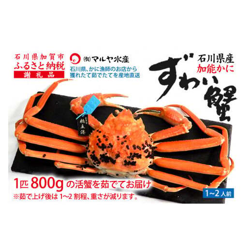 【1月20日～3月31日発送】【先行予約】【冷蔵発送】石川県産 加能かに ズワイガニ ( 産地証明タグ付 ) 茹で上げ前重量 約800g 1匹 特大サイズ F6P-2755