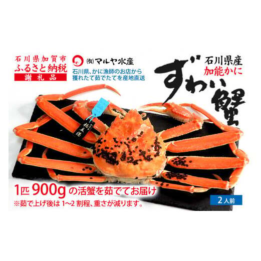 【11月10日～12月15日発送】【先行予約】【冷蔵発送】石川県産 加能かに ズワイガニ ( 産地証明タグ付 ) 茹で上げ前重量 約900g 1匹 特大サイズ F6P-2756