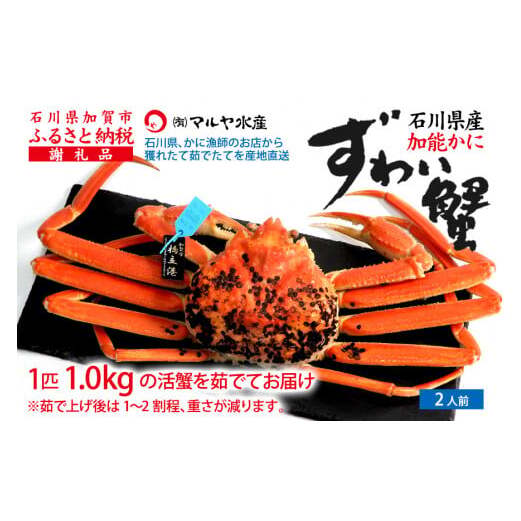 【1月20日～3月31日発送】【先行予約】【冷蔵発送】石川県産 加能かに ズワイガニ ( 産地証明タグ付 ) 茹で上げ前重量 約1.0kg 1匹 特大サイズ F6P-2761