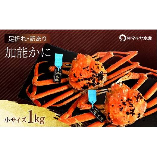 石川県産 加能かに ズワイガニ ( 産地証明タグ付 ) 訳あり 足折れ 小サイズ 2～3匹 合計1.0kg 1月20日～ 3月31日発送 産地証明 訳あり 家庭用 自宅用 足折れ 先行予約 予約 ブランド蟹 ボイル 茹で 蟹 復興 震災 コロナ 能登半島地震復興支援 北陸新幹線 F6P-2780