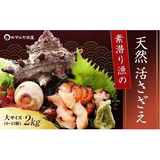 【先行予約】石川県・加賀市 活さざえ ( 天然 生食用 ) 大サイズ 2kg 8～13個 詰合せ（2025年7月上旬〜2025年8月中旬頃発送） F6P-0993