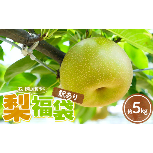 【訳あり】梨 福袋 5kg 旬の品種を1品種お届け くだもの 果物 フルーツ ご当地 食品 幸水 豊水 あきづき 新高 新興 愛宕 F6P-2945