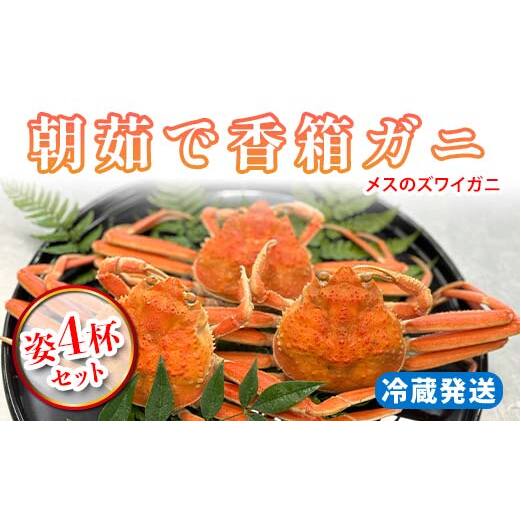 【先行予約】【冷蔵発送】朝茹で香箱ガニ メスのズワイガニ 姿4杯セット 2025年11月上旬以降発送 朝茹で カニ かに 蟹 姿 香箱蟹 香箱がに こうばこがに 茹で ボイル ギフト グルメ 海の幸 海産物 食品 F6P-2169