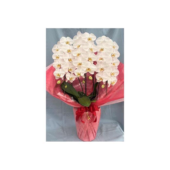 胡蝶蘭　3本立　白　３３輪前後（蕾含む）