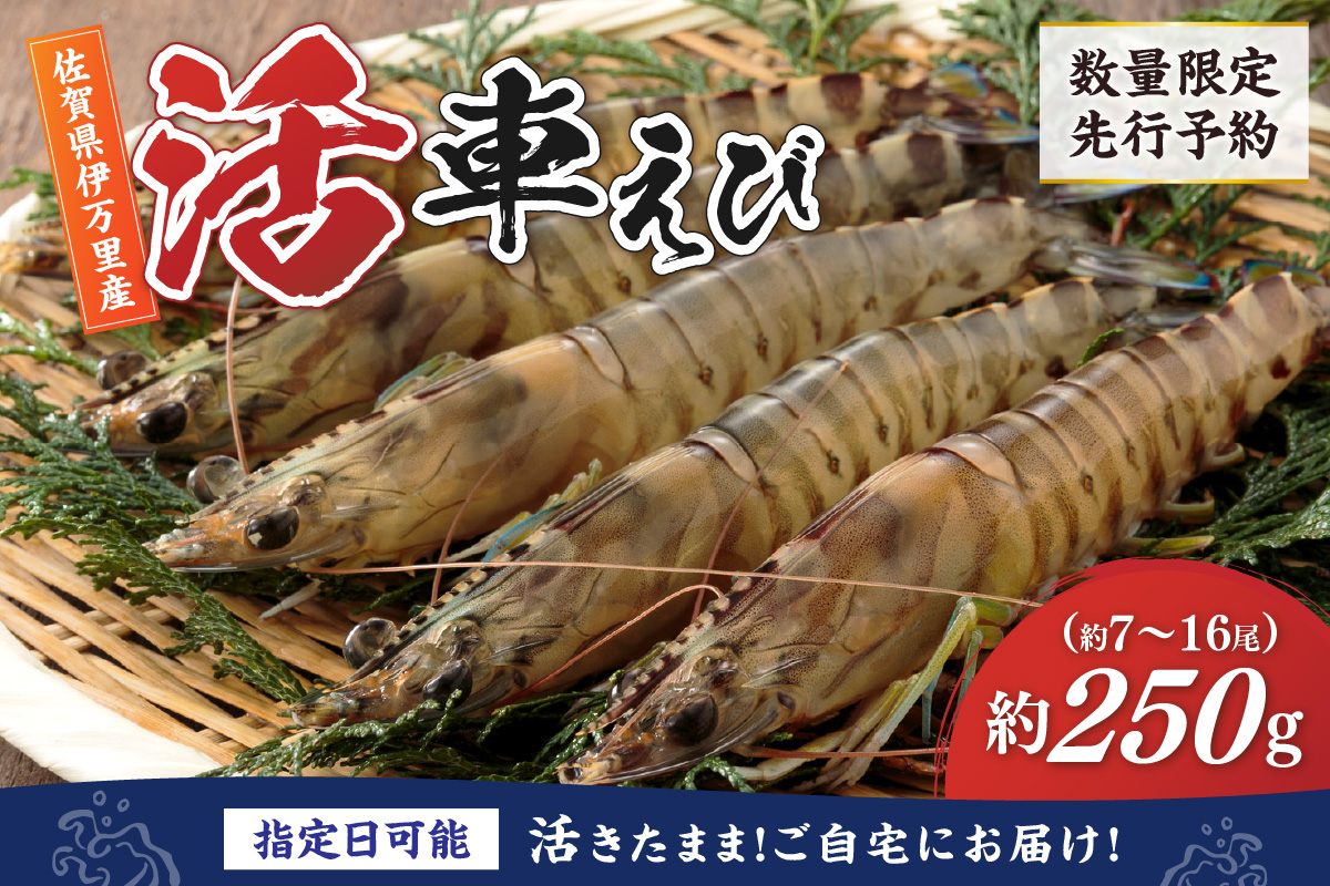 活車海老 250g 指定日可能【数量限定 先行予約】(12月1日から配送開始) 010-C164