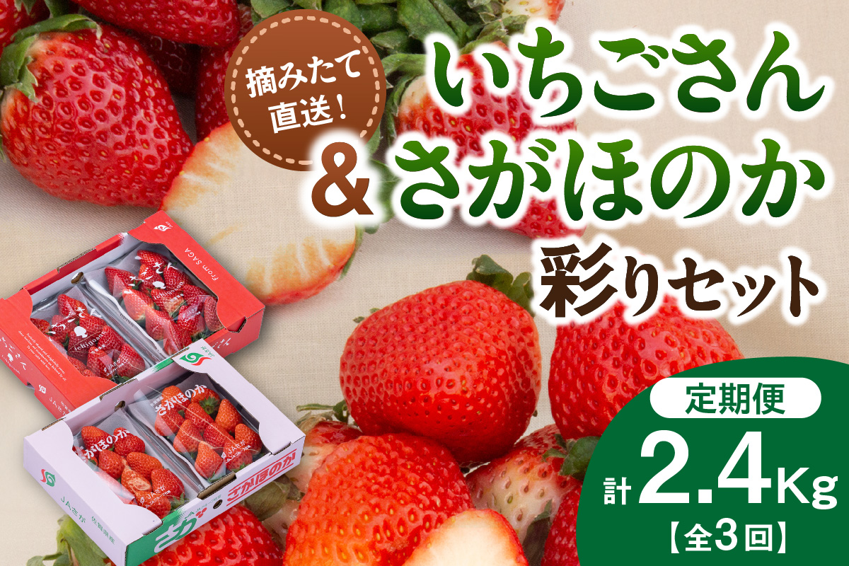佐賀産いちご「いちごさん」&「さがほのか」定期便 彩りセット【全3回】 999-B863