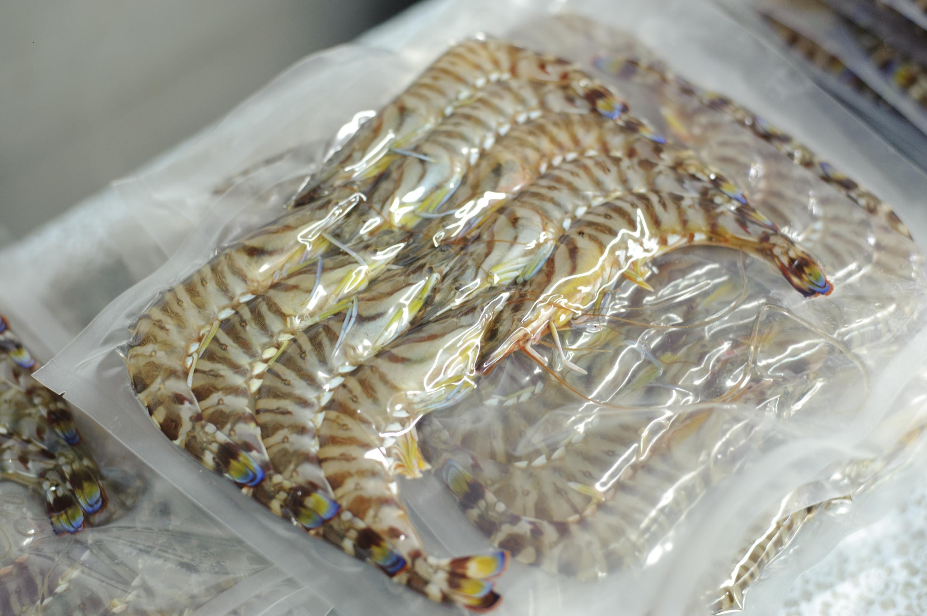 伊万里産 冷凍車海老(訳あり、加熱用) 2.5kg 010-C196