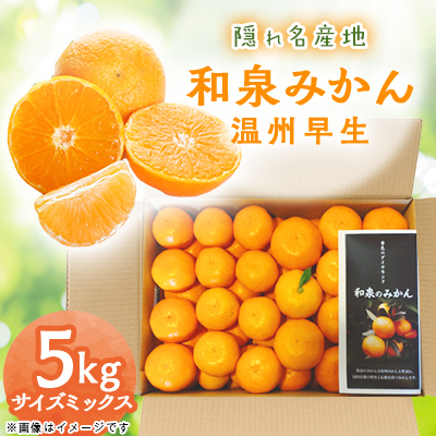 隠れ名産地　和泉みかん温州早生(小玉中玉大玉サイズミックス)　5kg【1535223】