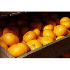 【2026年2月～順次発送予定】大阪府和泉市　熟成蔵出し青島みかん4.5kg(箱込5kg)サイズ混合【1559833】