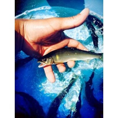 滋賀県産　鮎　琵琶湖産　わかさぎ　一夜干しセット【D007W】