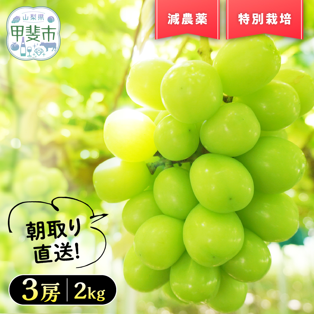 【来年（2026年/令和8年）発送＜先行予約＞】『特別栽培』自然塾夏のシャインマスカット 2kg ご家庭用 シャインマスカット 先行予約 先行 予約 山梨県産 国産 甲斐市 産地直送 人気 おすすめ 贈答 ギフト お取り寄せ フルーツ 果物 くだもの ぶどう ブドウ 葡萄 新鮮 甘い 皮ごと BM-4