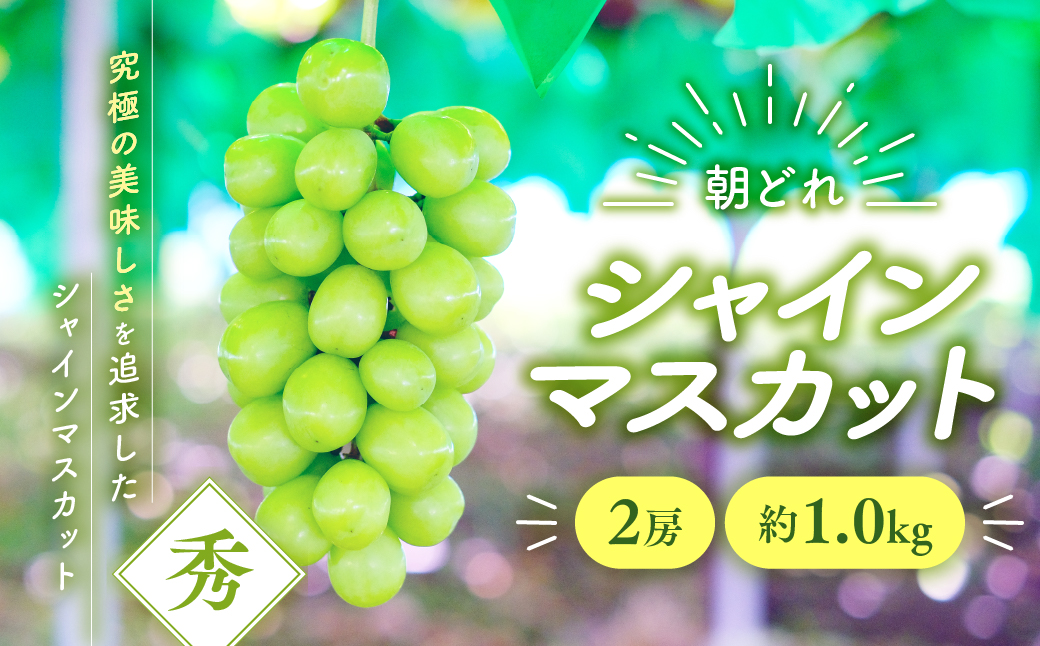 [☆先行予約☆2025年発送]シャインマスカット 2房 約1.0kg 先行予約 山梨県産 国産 甲斐市 産地直送 人気 おすすめ 贈答 ギフト お取り寄せ フルーツ 果物 くだもの ぶどう ブドウ 葡萄 新鮮 甘い 皮ごと 種なし AV-2