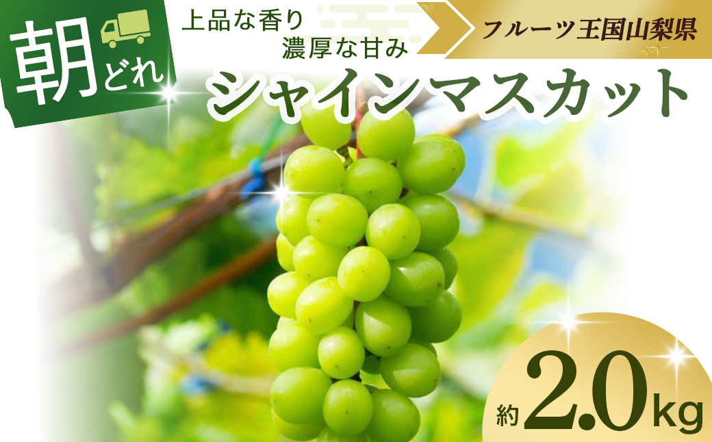 [2025年発送]シャインマスカット 約2kg 先行予約 山梨県産 国産 産地直送 人気 おすすめ 贈答 ギフト お取り寄せ フルーツ 果物 くだもの ぶどう ブドウ 葡萄 朝どれ新鮮 甘い 皮ごと 種なし 甲斐市 AV-3