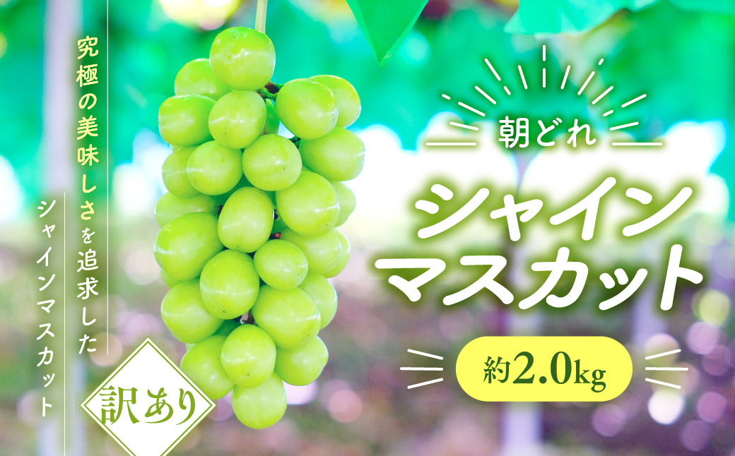 【☆先行予約☆2025年発送】ご家庭用 シャインマスカット 2kg 先行予約 訳あり ワケアリ わけあり 山梨県産 国産 産地直送 人気 おすすめ 贈答 ギフト お取り寄せ フルーツ 果物 くだもの ぶどう ブドウ 葡萄 新鮮 甘い 皮ごと 種なし AV-22