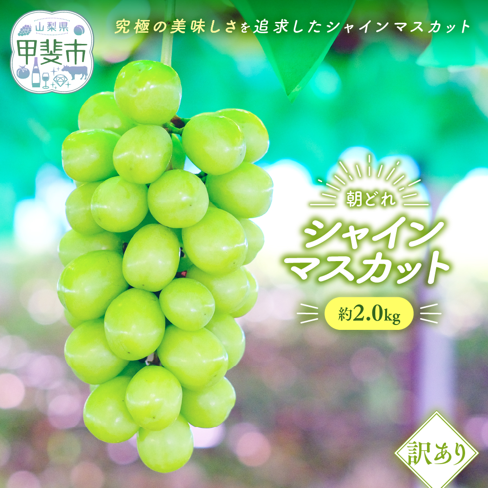 【☆先行予約☆2026年発送】ご家庭用 シャインマスカット 2kg 先行予約 訳あり ワケアリ わけあり 山梨県産 国産 産地直送 人気 おすすめ 贈答 ギフト お取り寄せ フルーツ 果物 くだもの ぶどう ブドウ 葡萄 新鮮 甘い 皮ごと 種なし AV-22