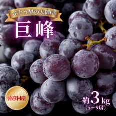 【ぶどう界の大御所】 巨峰 約3kg(5~9房)弥彦村産 ぶどう 甘い 新潟県 弥彦村【配送不可地域:離島】【1117120】