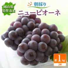 朝採りニューピオーネ　1kg(2房)【配送不可地域：離島・北海道・沖縄】【1142638】