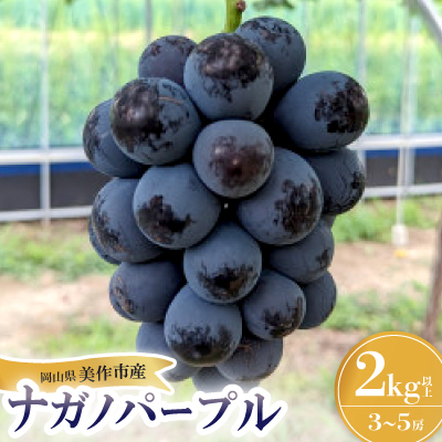 【2026年先行受付】ナガノパープル　2kg(3房～5房)【配送不可地域：離島】【1492741】