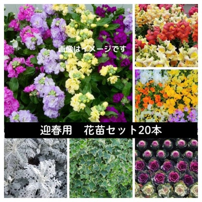 迎春用 花苗セット20ポット【配送不可地域:離島・北海道・沖縄】【1625220】