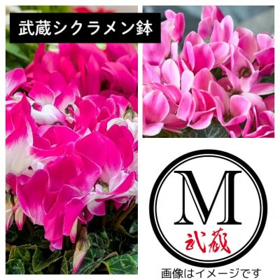 武蔵シクラメン18cm 1鉢【配送不可地域:離島・北海道・沖縄】【1625225】
