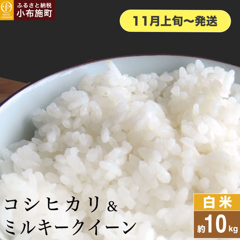 コシヒカリ&ミルキークイーン 食べ比べ 約10kg [ おぶせファーマーズ ] お米 コメ おこめ ご飯 精米 長野県産 2種