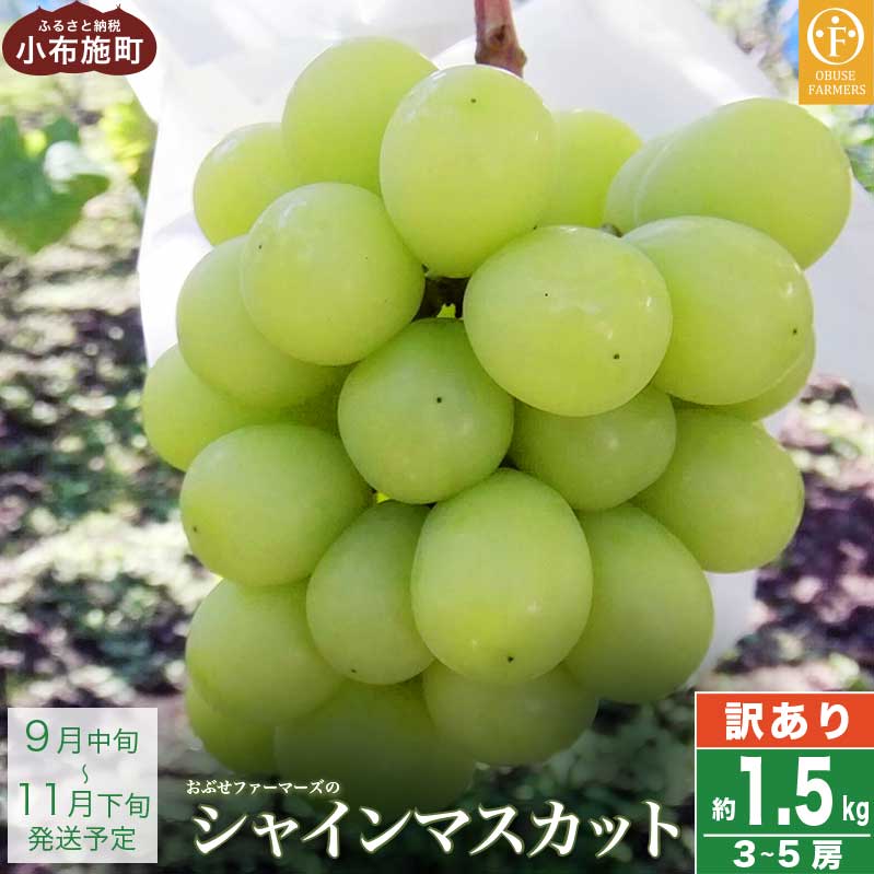 【訳あり】シャインマスカット 約1.5kg 3～5房 ［おぶせファーマーズ］家庭用 果物 フルーツ ぶどう 規格外 不揃い 傷 令和7年産 【2025年9月中旬～11月下旬発送】