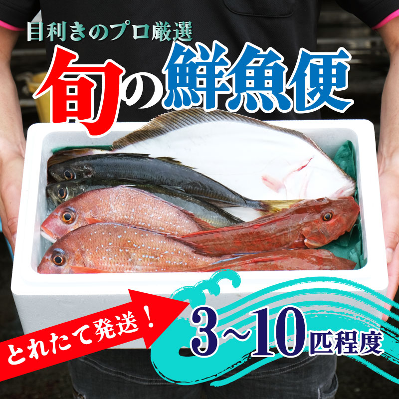 鮮魚 旬 獲れたて セット 3~10匹 鮮魚BOX お楽しみ おまかせ 詰め合わせ 魚介類 アジ 鯵 スルメイカ ヒラメ メバル イサダ ワカメ タラ 牡蠣 福袋 10000円 1万円