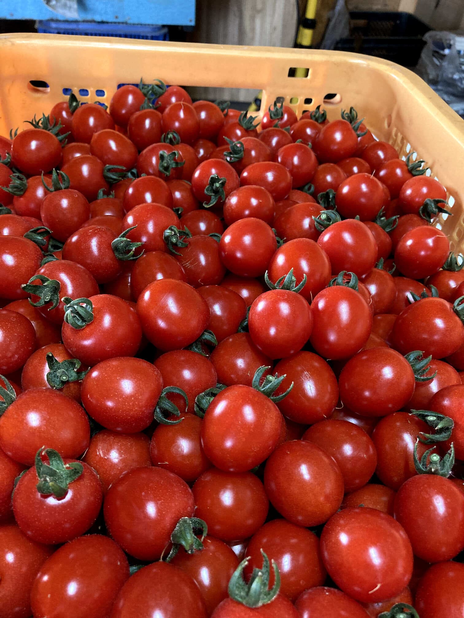 ≪先行予約≫ 完熟ミニトマト キャロルスター 2kg[a144-001]