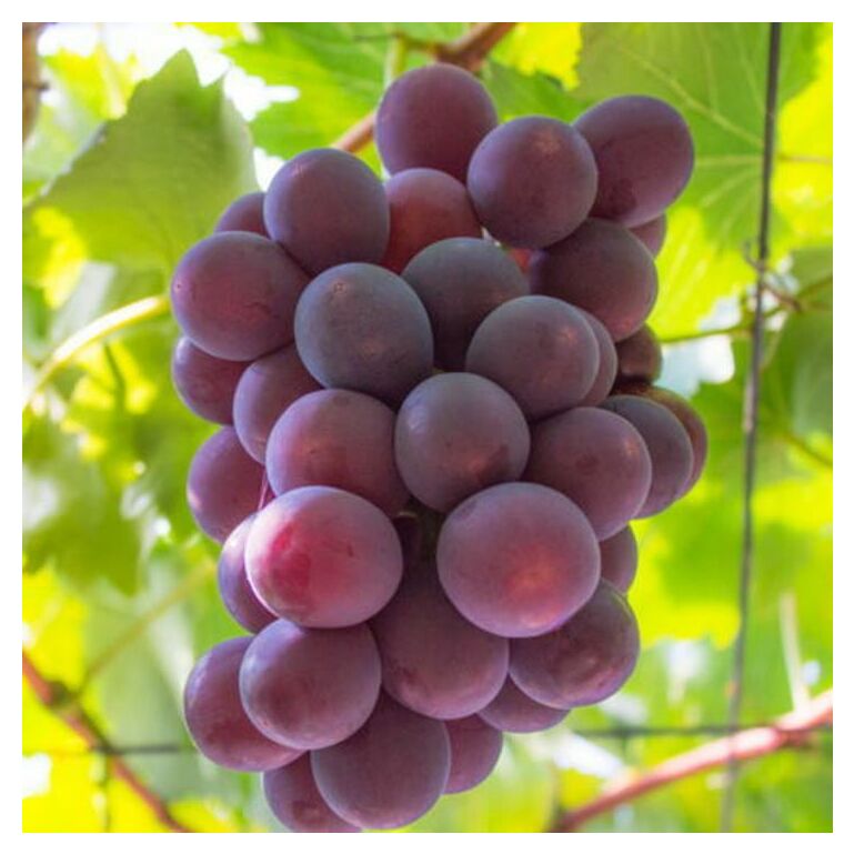 【夏秋の美味】フルーツ王国和歌山の"濃厚"種無しピオーネ 約2kg ※2025年8月下旬～9月下旬頃に順次発送予定 ※北海道・沖縄への配送不可