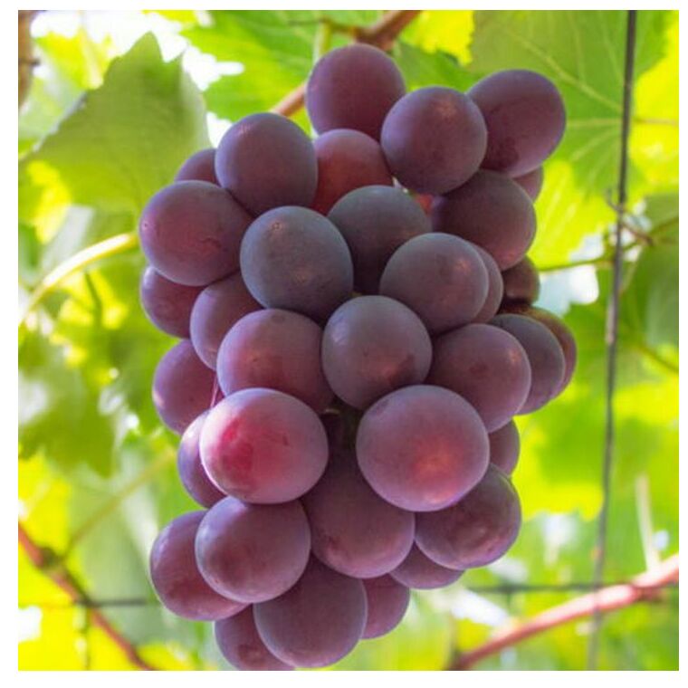 【夏秋の美味】フルーツ王国和歌山の"濃厚"種無しピオーネ 約2.8kg ※2025年8月下旬～9月下旬頃に順次発送予定 ※北海道・沖縄への配送不可