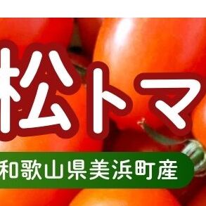 美浜町産 松トマト(アイコ)2Kg|ミニトマト とまと 野菜 糖度  和歌山 先行予約 やさい トマト アイコ 国産 旬の野菜 特産品 人気 産地直送 美浜町 ※2025年11月下旬~2026年6月上旬頃に順次発送予定