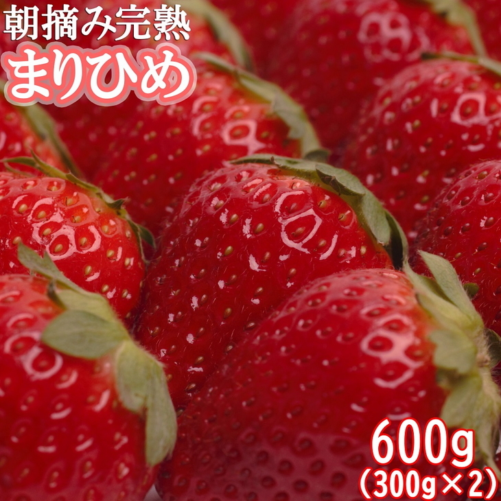 ＜１月より発送＞朝摘み完熟まりひめ約600g（300g前後×2トレイ）【和歌山ブランド苺まりひめ】 ※配送不可地域あり ※2024年1月上旬～4月中旬頃に順次発送予定