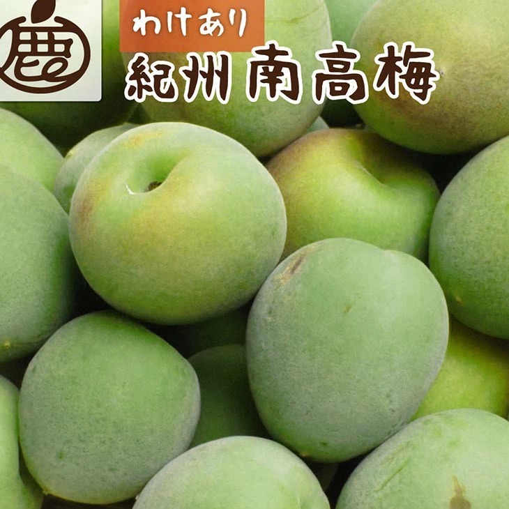 <6月発送>家庭用 紀州南高梅(青梅)1kg+250g(傷み補償分)【朝摘み・とれたて直送便】【梅干し・梅酒・梅ジュース】【和歌山産】【わけあり・訳あり】